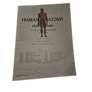 Human anatomy the male by ronald Keller